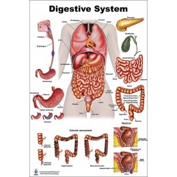 Digestive System Regular Poster