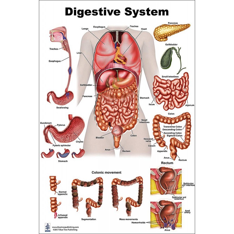 Digestive System Regular Poster