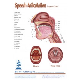 SLP Computer Software and Chart Set - Speech Articulation Anatomical Chart card one front