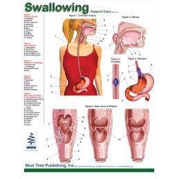 Swallowing Anatomical Chart front