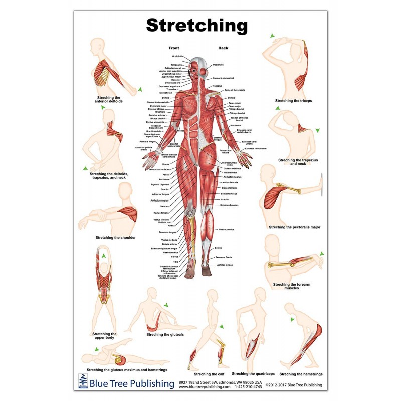 Stretching Large Poster