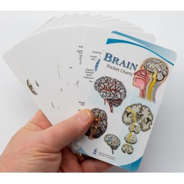 Brain Pocket Chart