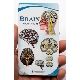 Brain Pocket Chart