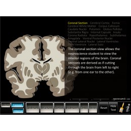 Brain Computer App Head Model Pocket Chart Tablet Set - Cerebrum ID