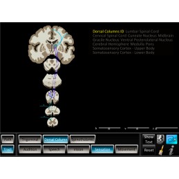Brain Computer App Head Model Pocket Chart Tablet Set - Pathway Tracts ID