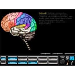 Brain Computer App Head Model Pocket Chart Tablet Set - Pathway Tracts ID