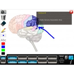 Brain Computer App Head Model Pocket Chart Tablet Set - drawing whiteboard feature