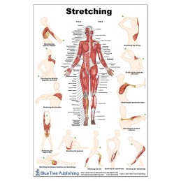 Stretching Regular Poster