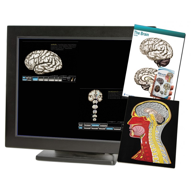 Brain Computer App Head Model Pocket Chart Tablet Set