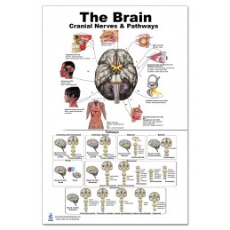Brain Cranial Nerves and Pathways Large Poster