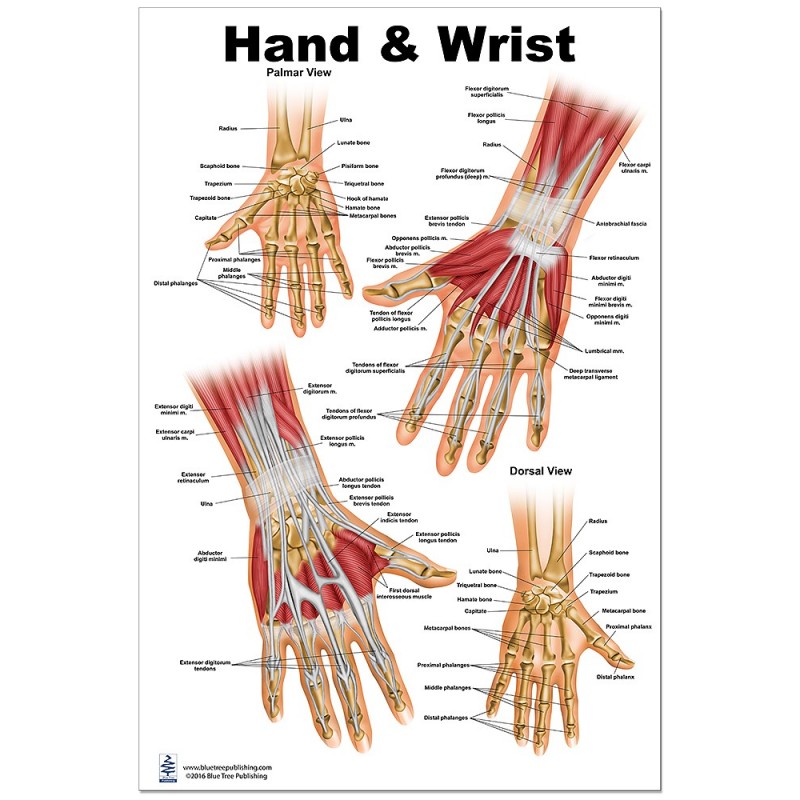 Hand and Wrist Large Poster