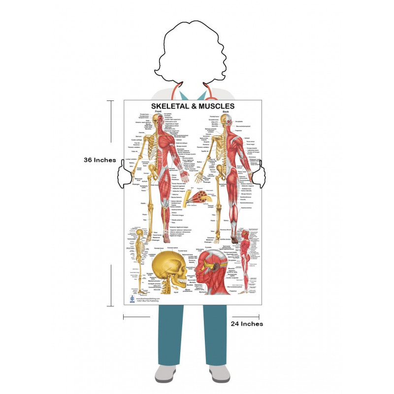 Speech Articulation Flip Chart