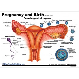 Pregnancy and Birth Anatomical Chart side one