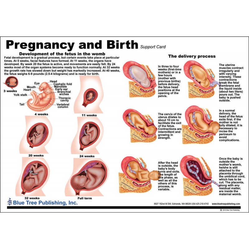 Pregnancy And Birth Anatomical Chart