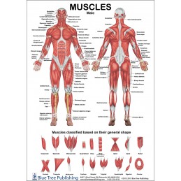 Muscles Female and Male Two View Anatomical Chart back