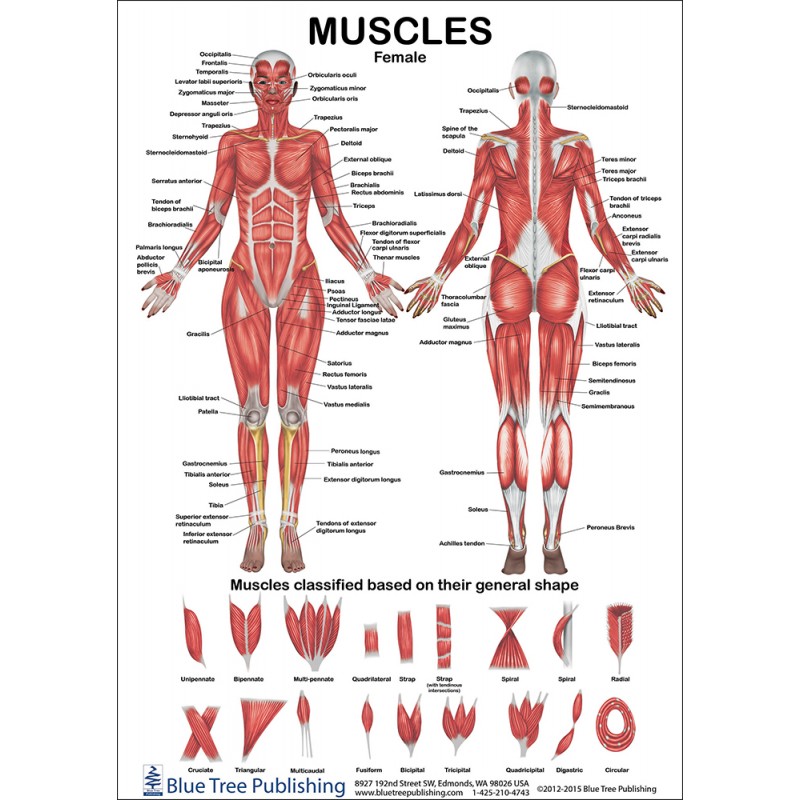 Muscles Female and Male Two View Anatomical Chart front