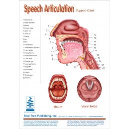 Speech Articulation Anatomical Chart card one front