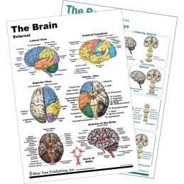 Brain Anatomical Chart 2 card view