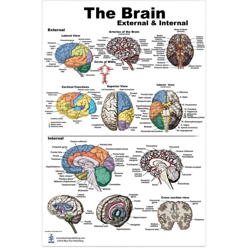 Brain External and Interior Large Poster