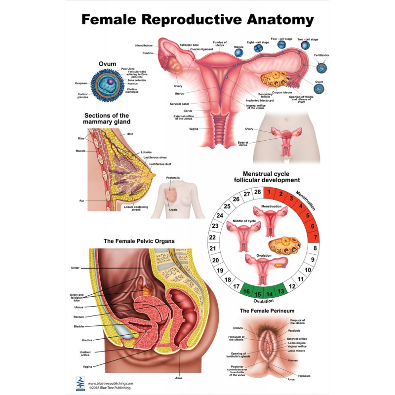 Female Reproductive Large Poster