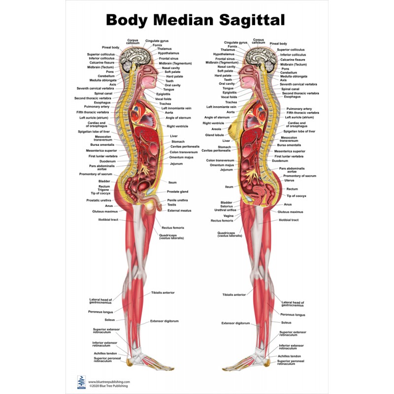 Body Median Sagittal Large Poster