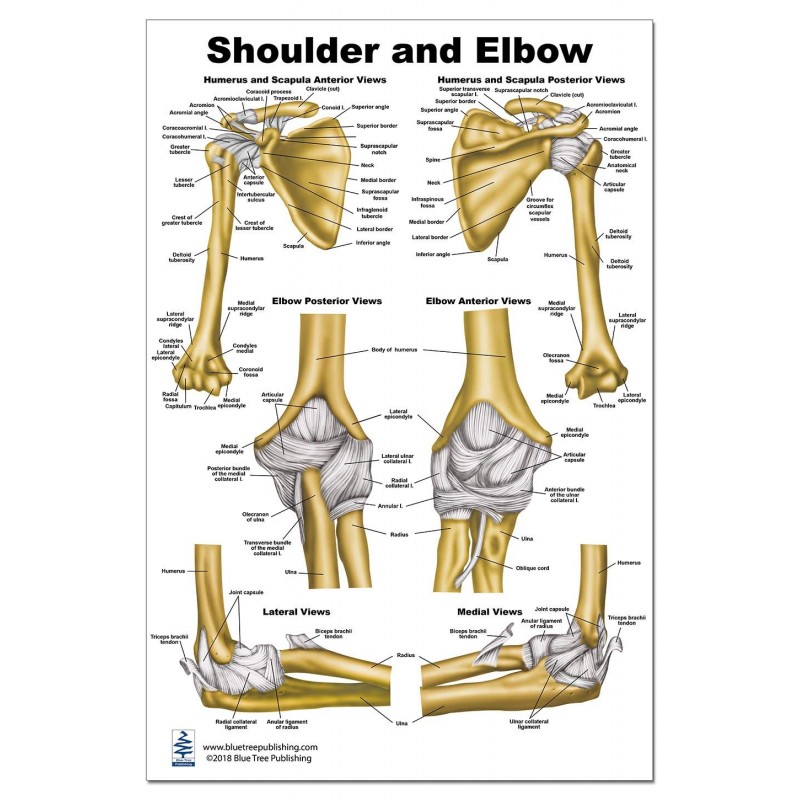 Shoulder and Elbow Large Poster