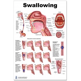 Swallowing Large Poster set - normal swallowing
