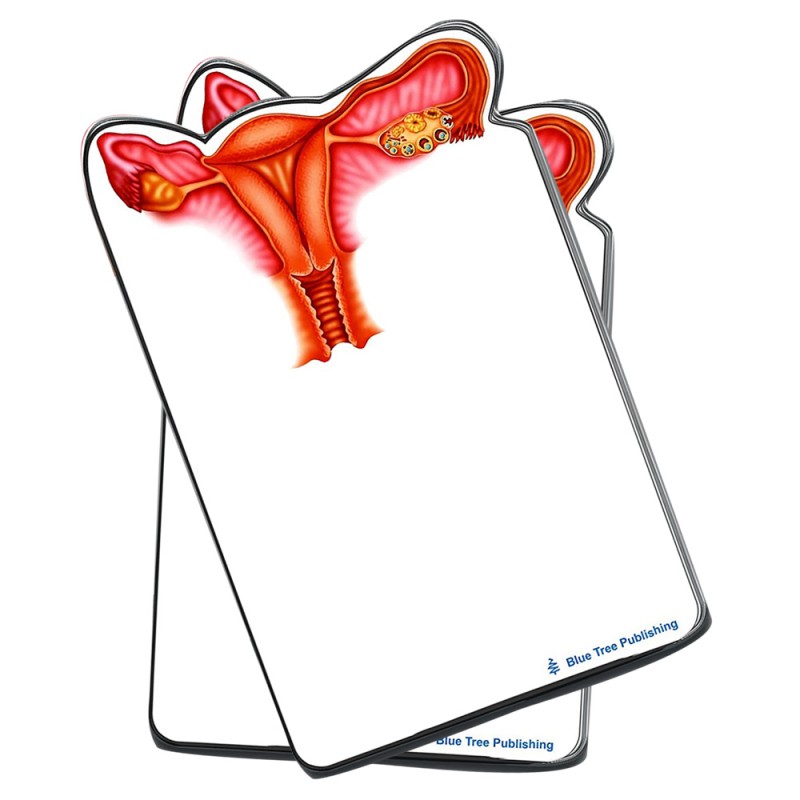 Uterus Stick Note 2 pack