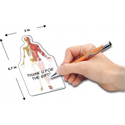 Skeleton Muscle Stick Note size