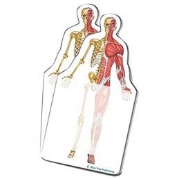 Skeleton Muscle Stick Note 2 pack