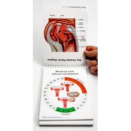 Pregnancy and Birth Anatomy Flip Charts menstrual cycle and pelvic organs