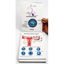Pregnancy and Birth Anatomy Flip Charts genital and ovum pages