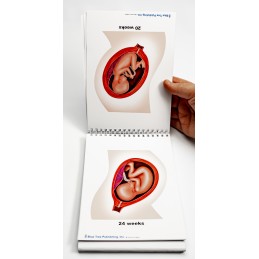 Pregnancy and Birth Anatomy Flip Charts  womb phases