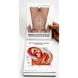 Pregnancy and Birth Anatomy Flip Charts uterine growth and pelvic organs with fetus