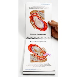 Pregnancy and Birth Anatomy Flip Charts delivery process