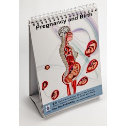 Pregnancy and Birth Anatomy Flip Charts standing view