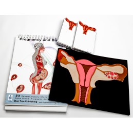 Pregnancy Flip Charts Model and Stick Note Set