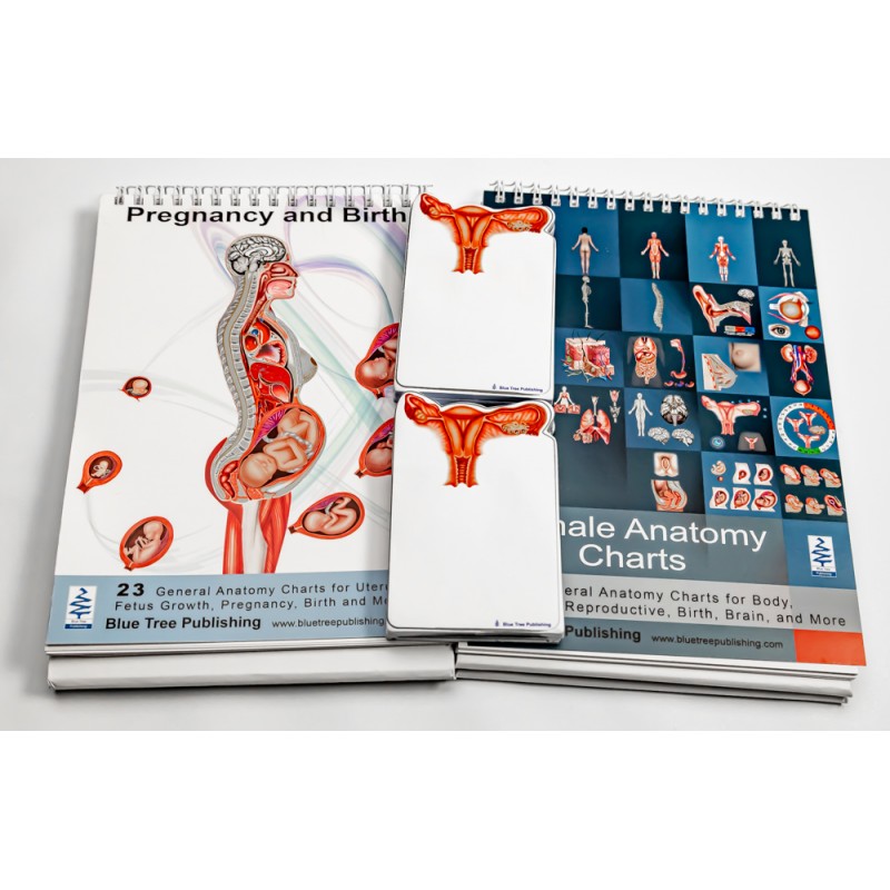 Pregnancy and Anatomy Flip Charts and Stick Note Set
