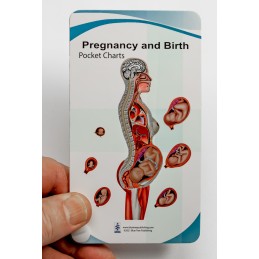 Pregnancy and Birth Anatomy Pocket Charts