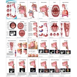 Swallowing Anatomy Pocket Charts contents