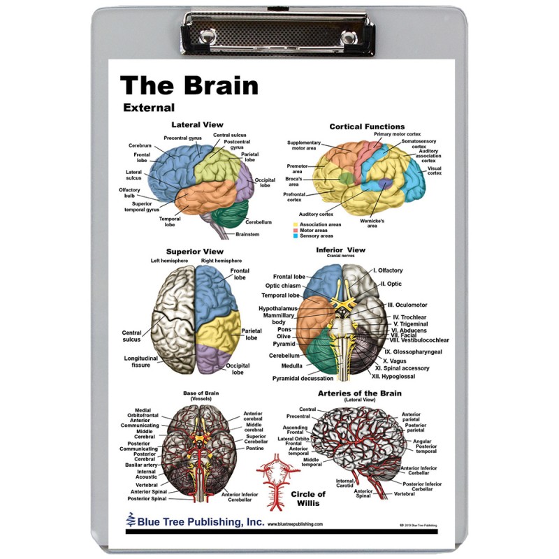 Brain Exterior Interior Dry Erase Clipboard front
