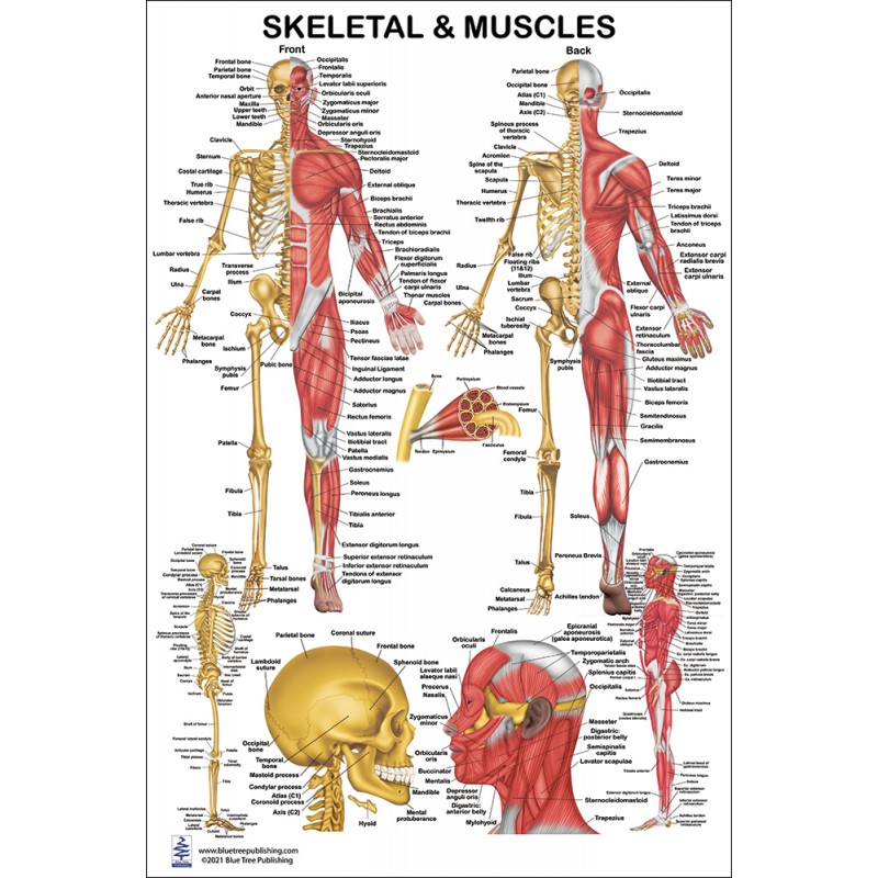 Skeletal and Muscles Front Back Large Poster