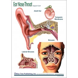 Ear Nose Throat Anatomical Chart front