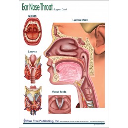 Ear Nose Throat Anatomical Chart back