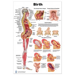 Birth Large Poster