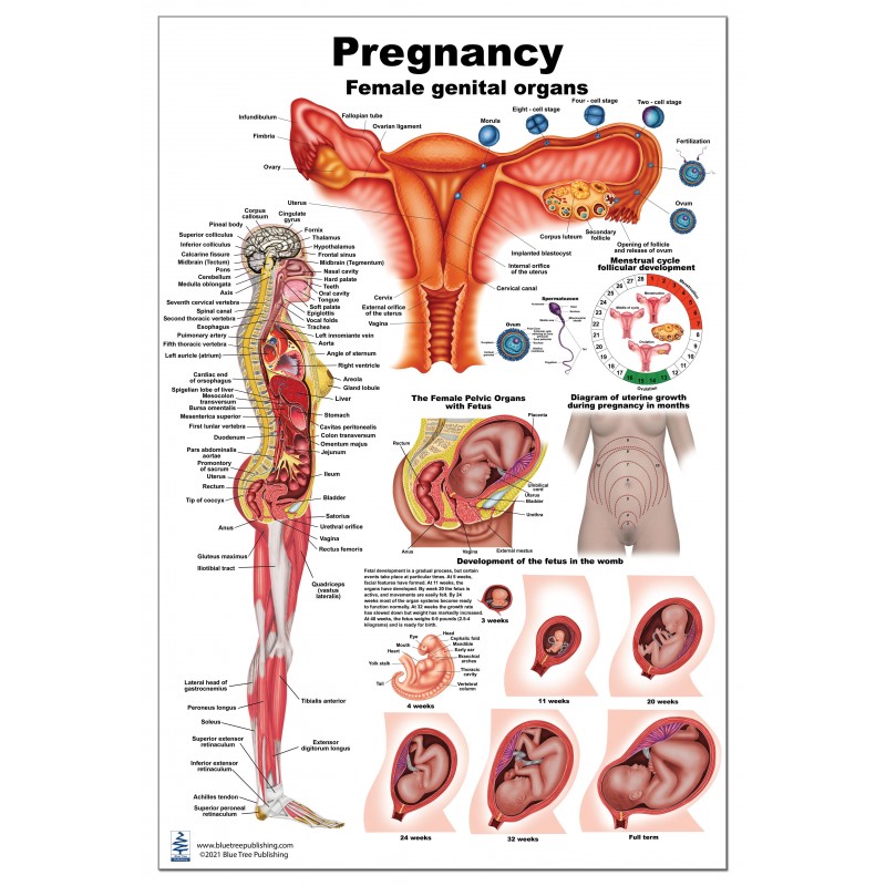 Pregnancy Large Poster