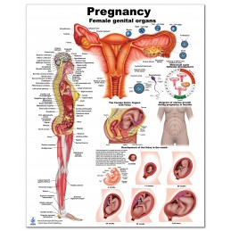 Pregnancy Medium Poster