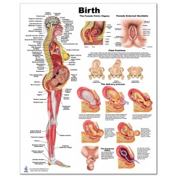Birth Medium Poster