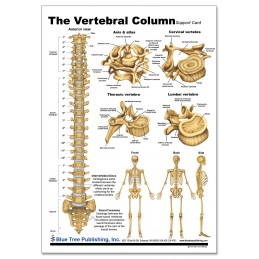 Vertebral Column Anatomical Chart front
