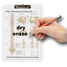 Vertebral Column Dry Erase Clipboard dry erase